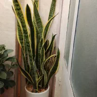 گل طبیعی سانسوریا ابلق