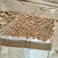 گردو