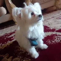 پامرین خوشکل باهوش