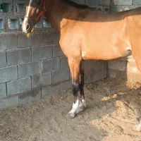 اسب|اسب و تجهیزات اسب‌سواری|میناب, |دیوار