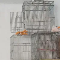 قفس پرنده