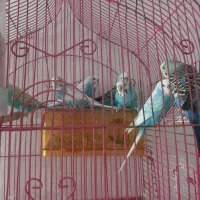 سرگرمی. حیوانات.پرنده