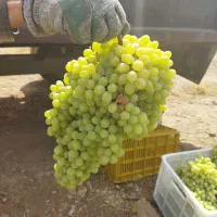 کشمش و مویز ارگانیک مستقیم از خود کشاورز|خوردنی و آشامیدنی|اصفهان, رهنان|دیوار