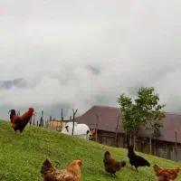 جویای کار سرایداری