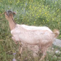 فروش دو عدد بز حیوانی خوب نژاد دو کهر