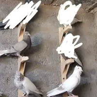 کبوتر کفتر بهبهانی