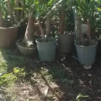 یوکا بنسای|گل و گیاه طبیعی|لاهیجان, آهندان|دیوار