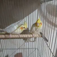 عروس هلندی جفت