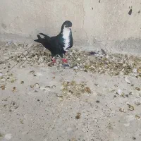 کفترگرفتنی‌رنگی۹تا