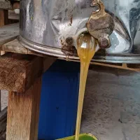عسل