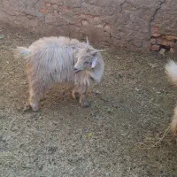 بز اوستن|حیوانات مزرعه|کرمان, |دیوار