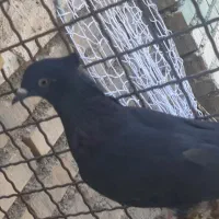 کبوتر اشعل  به شرط نطفه|پرنده|کارون, |دیوار