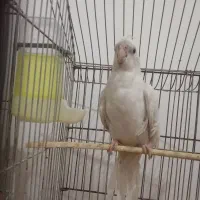 عروس هلندی لوتینوماده چشم خوشکل نیمه رام