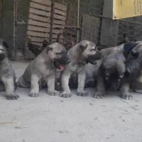 سگ سرابی|سگ|ترکمانچای, |دیوار