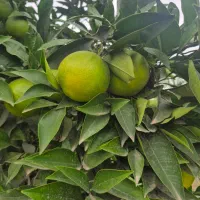 فروش پرتقال   تاراکو  درجه ۱  صادراتی رو درخت|خوردنی و آشامیدنی|کردکوی, |دیوار