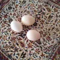 فروش تخم نطفه دار سلطان