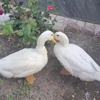 دو عدد اردک