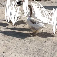 غاز ماده