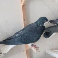 کفتر فروشی|پرنده|شیراز, حجت آباد|دیوار