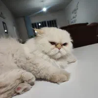 گربه پرشین