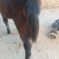 اسب نر|اسب و تجهیزات اسبسواری|نیشابور, دارایی|دیوار