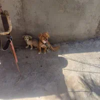 سگ اشپیتز
