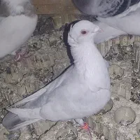 فروش کبوتر رنگی وپلاکی|پرنده|بهبهان, |دیوار