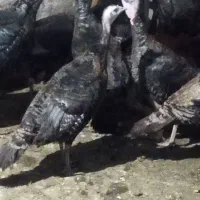 بوقلمون ارگانیک