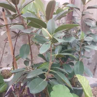 گلخانه انواع گلدان و گیاه