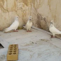 کبوتر شیخی ابری