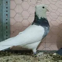 طوقی دمبی زردکرکی هندی سینه ای بوم دورگ غریب