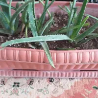 گیاه آلوئه وراء آپارتمانی|گل و گیاه طبیعی|ری, دولتآباد|دیوار