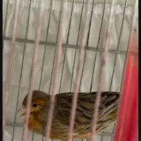 سهره قناری مست|پرنده|چهاردانگه (تهران), |دیوار