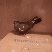 سه تا کبوتر قیمت خوب|پرنده|مرودشت, فرهنگ|دیوار