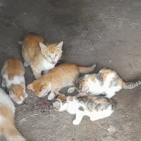 بچه گربه
