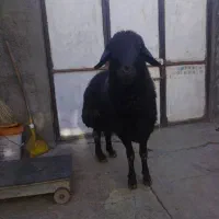 فروش قوچ|حیوانات مزرعه|بلبان آباد, |دیوار