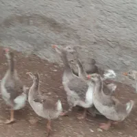 نیمجه غاز یا همون جوجه غاز