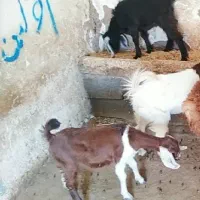 3بزغاله ماده سرحال