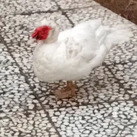 شب یلدا ،اردک و غاز سفید|حیوانات مزرعه|قائمشهر, |دیوار