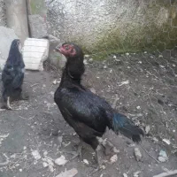مرغ لاری مشکی