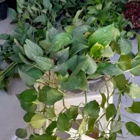 پتوس کاسه ای بزرگ رونده آویز پُر برگ|گل و گیاه طبیعی|قم, نیروگاه|دیوار