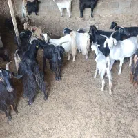 بز خوب داشتی نژاد دار دوقلو زا با سایپا95بالا مامل