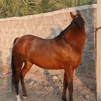 فروش اسب دره شوری