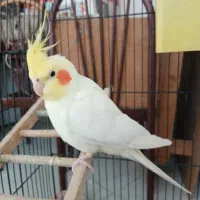 پرنده های خوب|پرنده|بومهن, |دیوار