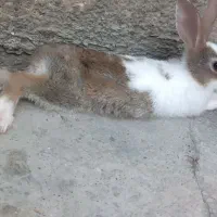 خرگوش بازیگوش