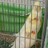 عروس هلندی|پرنده|سمنان, |دیوار