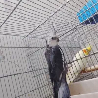 سه جفت مولد عروس هلندی با تخم و جوجه