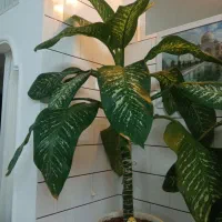 گل دیفن باخیا