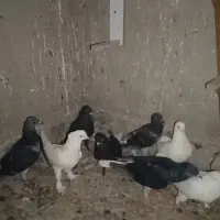 کبوتر