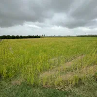 ۶۰۰۰متر زمین شالیزاری واقع در رستمکلا جویبار|فروش زمین و ملک کلنگی|قائم‌شهر, |دیوار